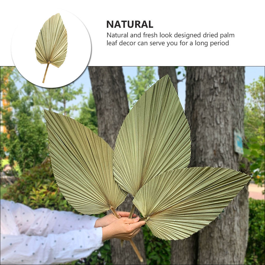 1Pcs Natural Dried Palm Leaf D - Palm Leaf Dried 评论和价格