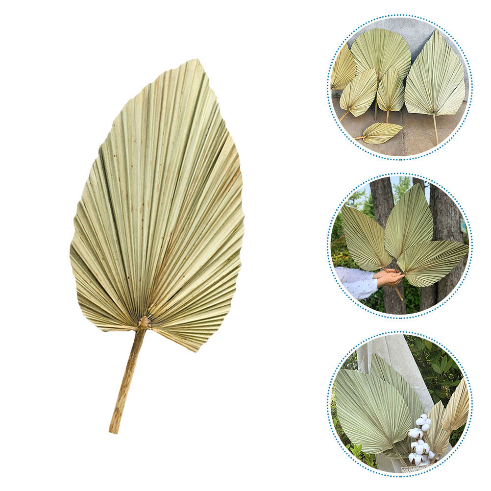 1Pcs Natural Dried Palm Leaf D - Palm Leaf Dried 评论和价格