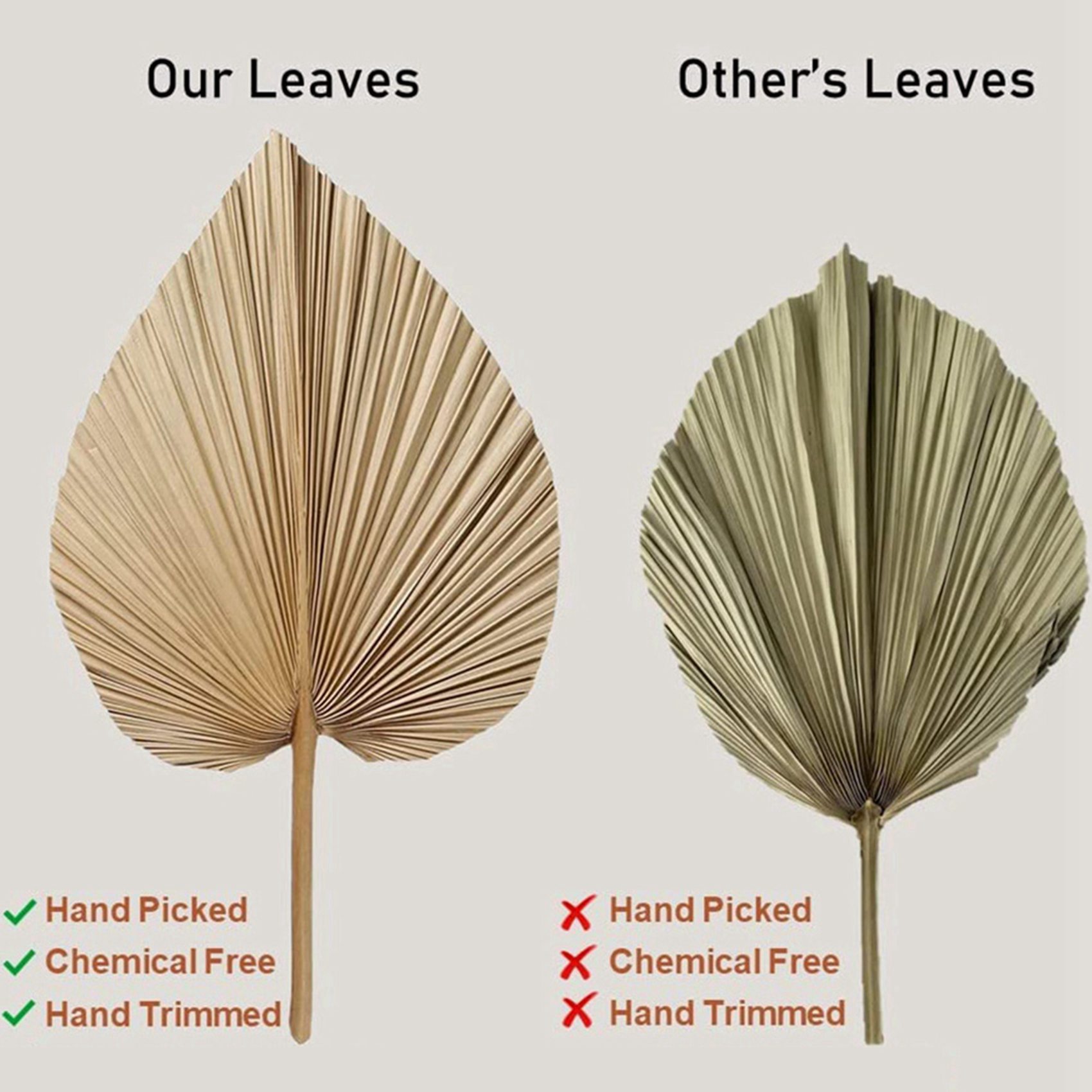8 Pieces Natural Dried Palm Le - Palm Leaf Dried 评论和价格