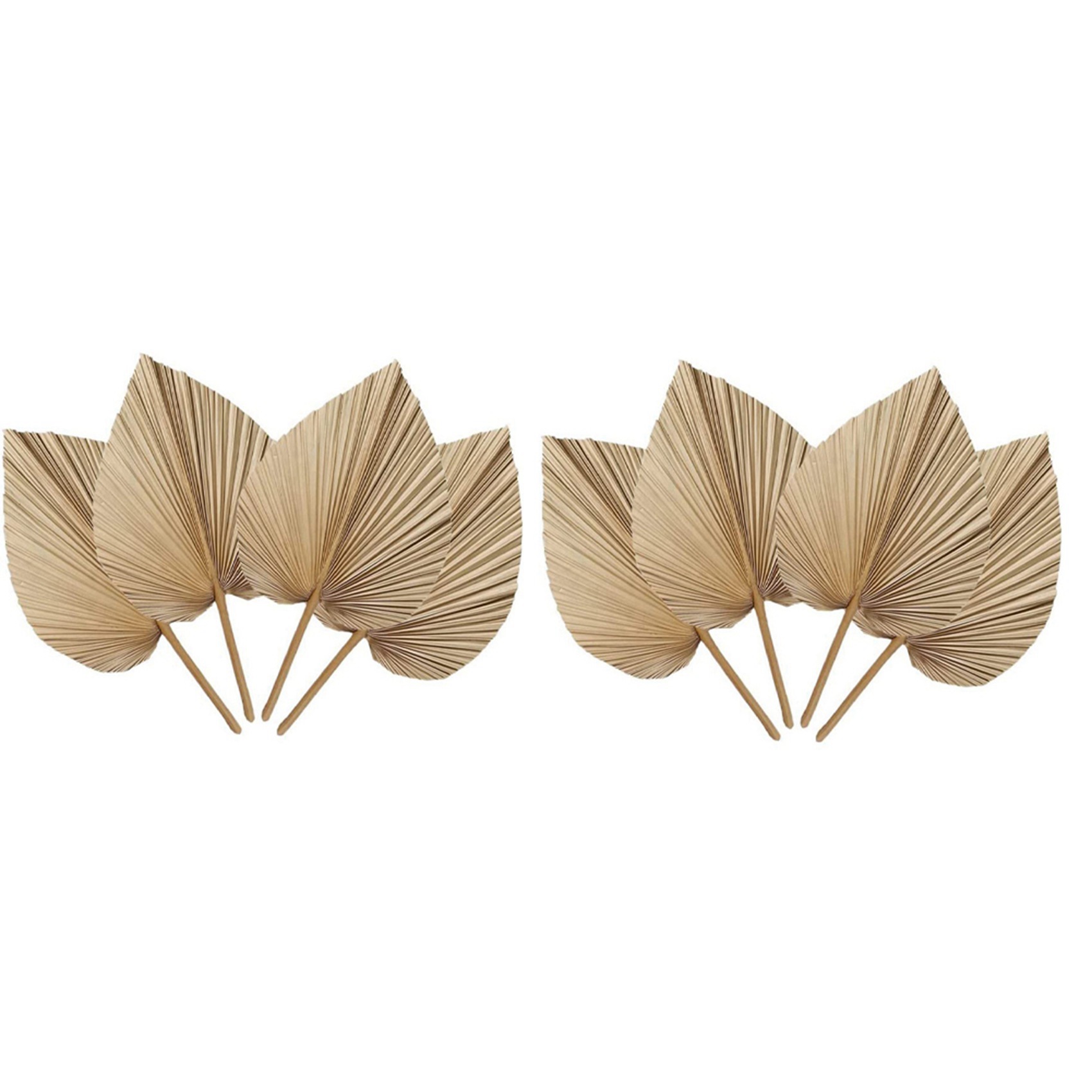 AT02-8 Pieces Natural Dried Pa - Palm Leaf Dried 评论和价格