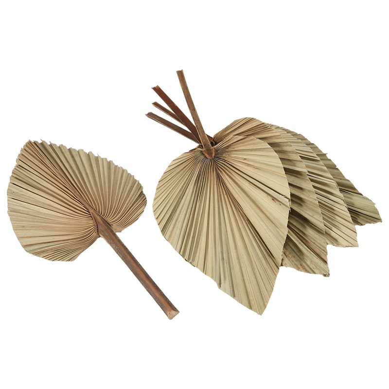 SEWS-5Pcs Natural Dried Palm L - Palm Leaf Dried 评论和价格