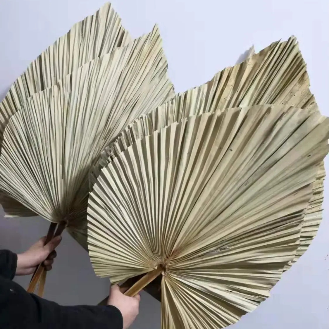 Natural Dried Palm Leaves, DIY - Palm Leaf Dried 评论和价格