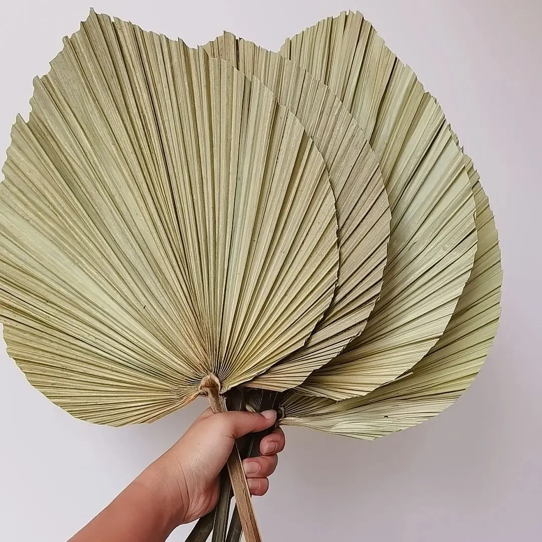 Natural Dried Palm Leaves, DIY - Palm Leaf Dried 评论和价格