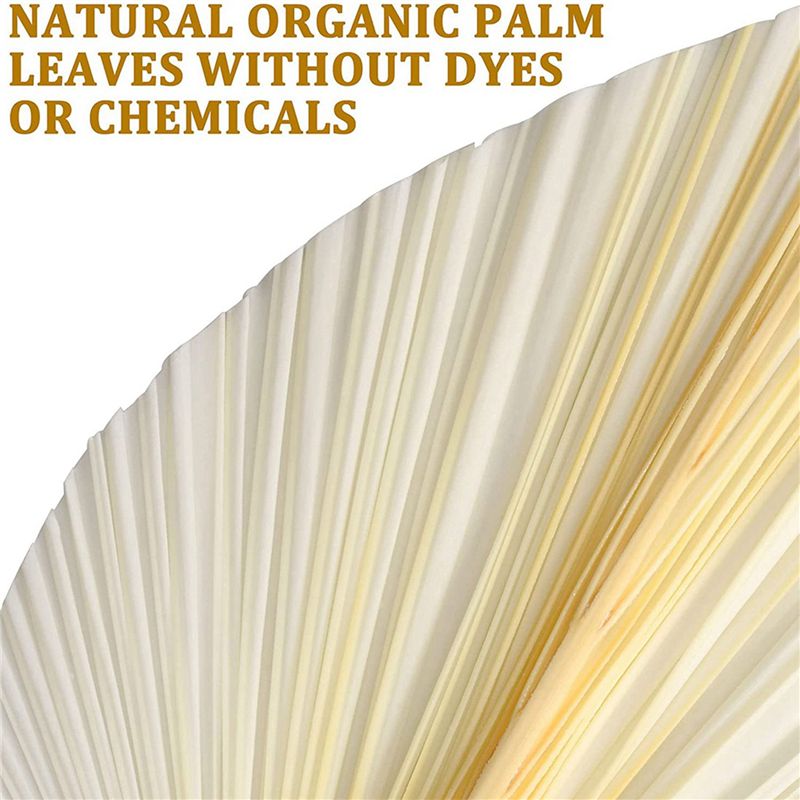 Large White Dried Palm Leaves  - Palm Leaf Dried 评论和价格